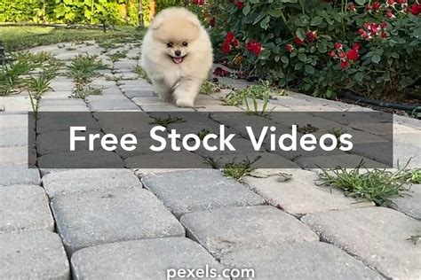 cuty videos .